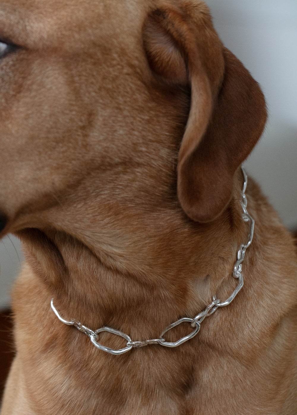 Sterling silver dog collar on a brown dog, handcrafted by RFL.