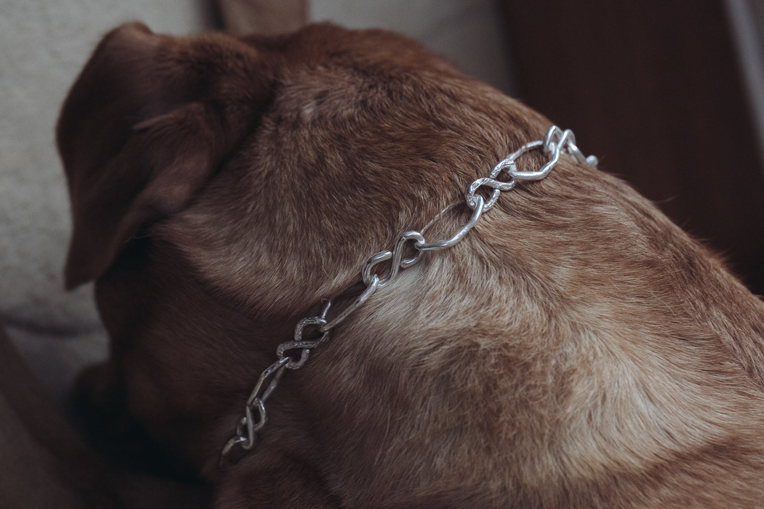 RFL Dog